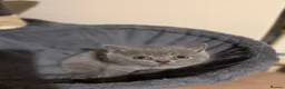 British Shorthair cats for sale: Adorable British short hair - Advert 7