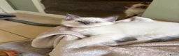 Ragdoll cats for sale: Bluepoint Ragdol female  - Advert 5