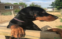 Dobermann dogs for sale: Doberman puppies  - Advert 6