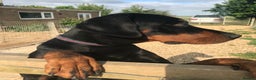 Dobermann dogs for sale: Doberman puppies  - Advert 4