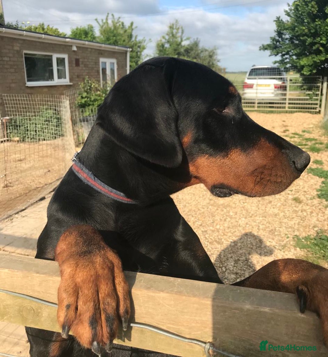Dobermann dogs for sale: Doberman puppies  - Advert 6
