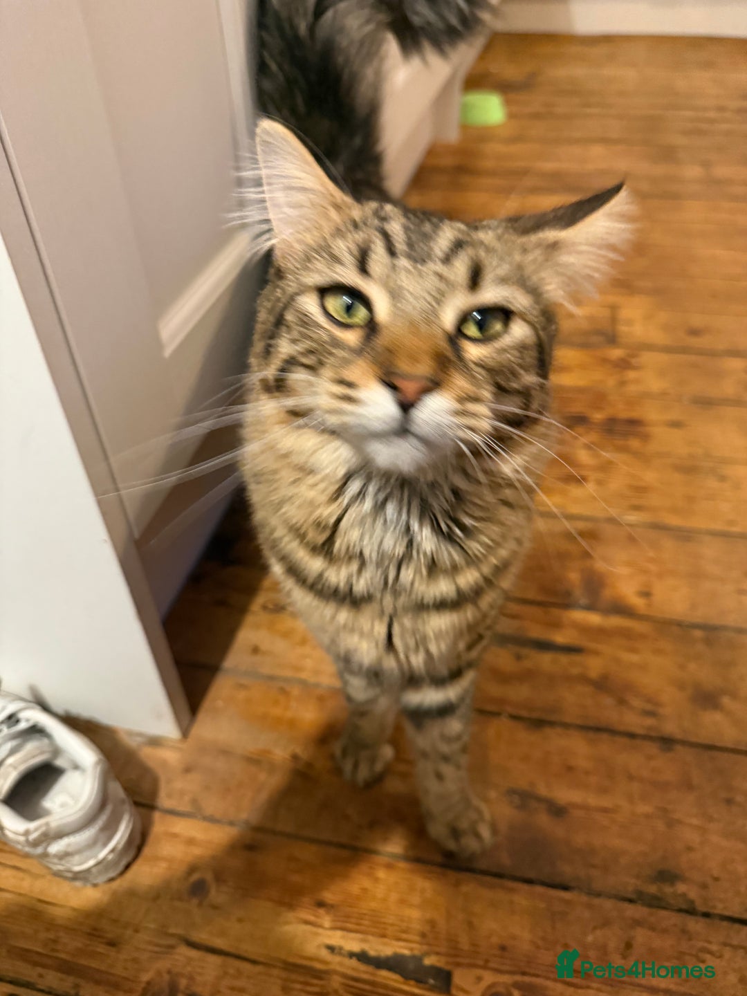 Mixed Breed cats for sale: Looking for our forever home - Advert 6