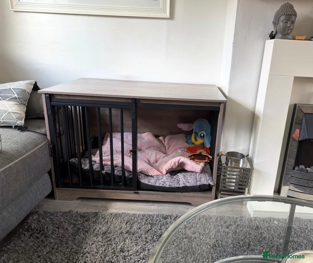 Mixed Breed dogs for sale: Border collie cross female  in Farnborough - Advert 2