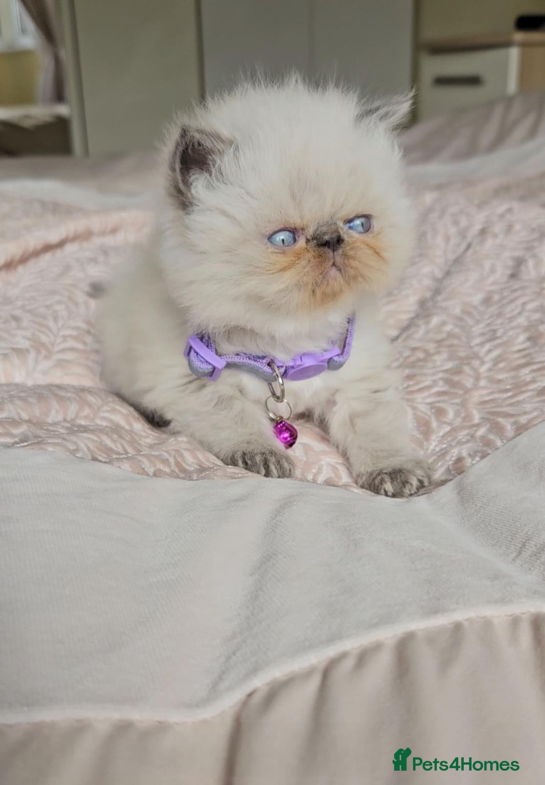 Persian cats Stunning Top Quality Persian Kittens  - Advert 19