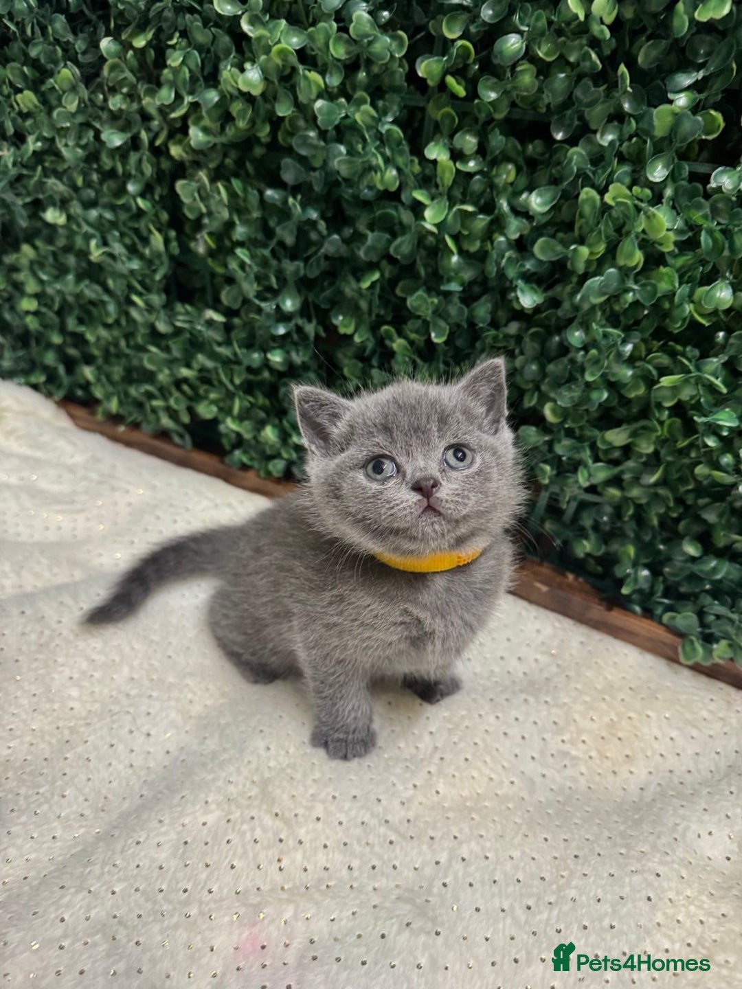 British Shorthair cats for sale: 💕British Shorthair Blue Kittens💕 - Advert 1