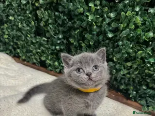 British Shorthair cats 💕British Shorthair Blue Kittens💕 - Advert 12