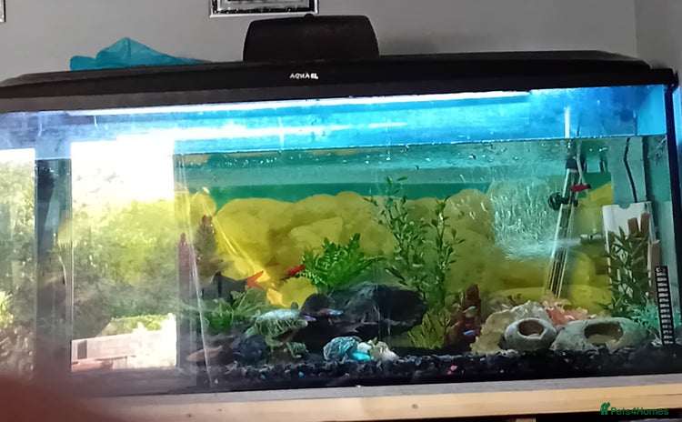Plecos fish - Advert 1