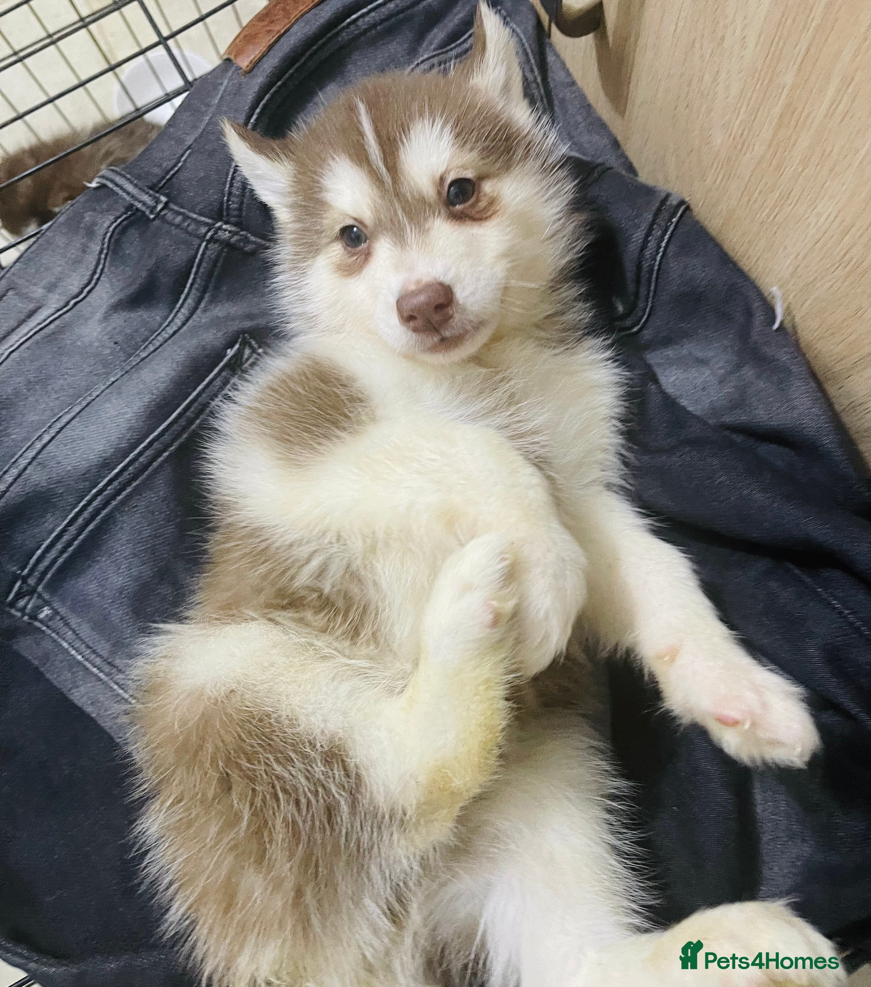 Siberian Husky dogs Huskies pups for sale - Advert 1