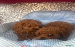 Cavapoo dogs for sale: F1 b cavapoo puppies 🐶  - Image 9