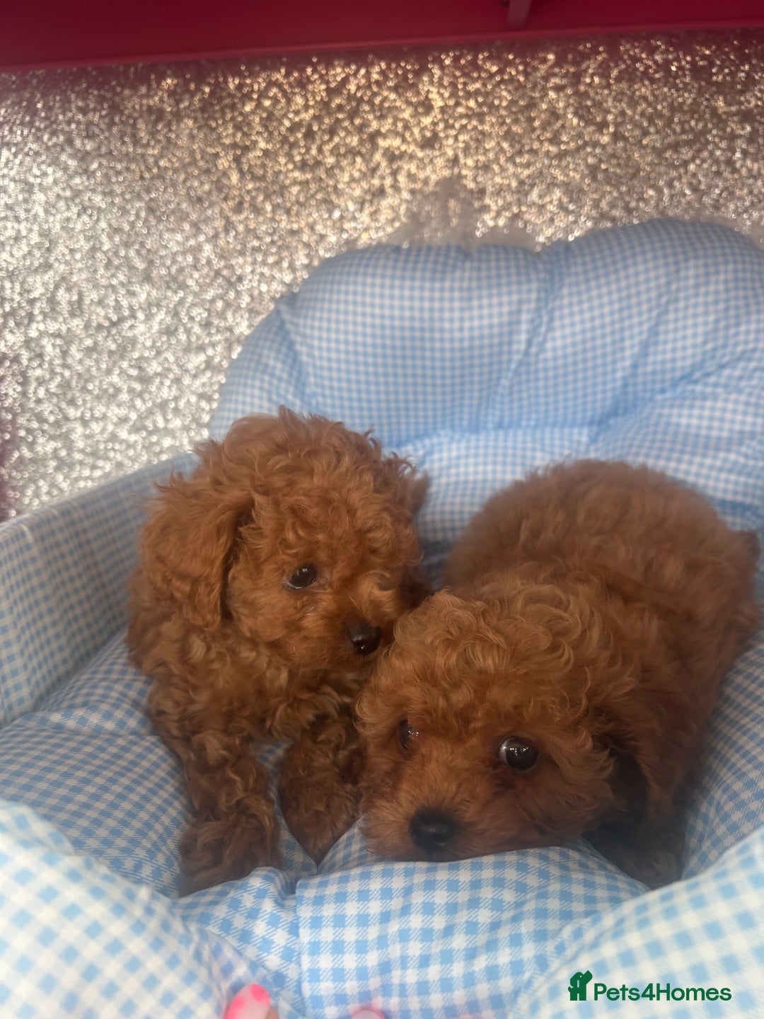 Cavapoo dogs for sale: F1 b cavapoo puppies 🐶  - Image 9