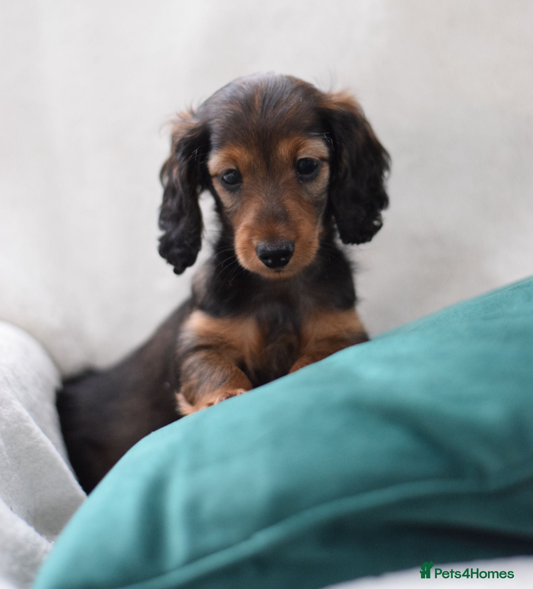 Miniature Dachshund dogs Longhaired Miniature Dachshund - Advert 2