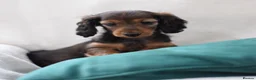 Miniature Dachshund dogs for sale: Longhaired Miniature Dachshund - Advert 2