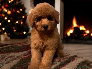 Toy Poodle dogs DNA health tested Toy Poodle male pups - Advert 6