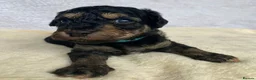 Mixed Breed dogs for sale: Cockapoo mix  in Dartmouth - Advert 19