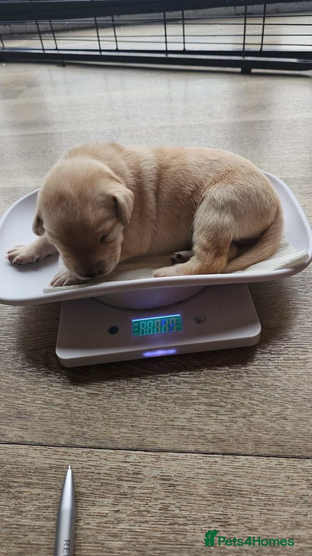 Labrador Retriever dogs for sale: KC Registered Labrador Retriever Puppies - Advert 3