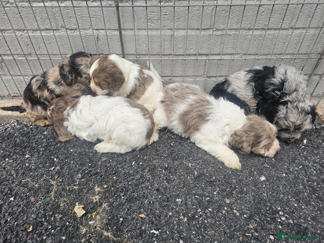 Cockapoo dogs for sale: Cockapoo puppies 🐶  - Image 15