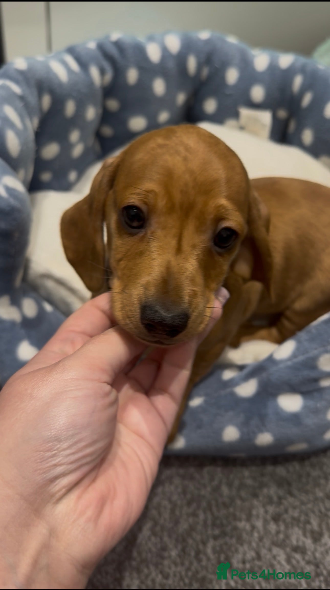 Dachshund dogs Ready to leave!! 1 Standard Dachshund Puppy - Advert 5