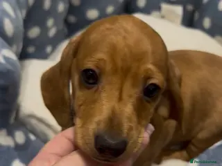 Dachshund dogs Ready to leave!! 1 Standard Dachshund Puppy - Advert 5