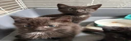 Domestic Shorthair cats for sale: 4 Beautiful Black Kittens  - Advert 4