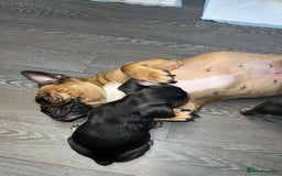 French Bulldog dogs for sale: Adorable Purebred Female French Bulldogs Ready! - Advert 1