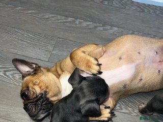 French Bulldog dogs for sale: Adorable Purebred Female French Bulldogs Ready! - Advert 1