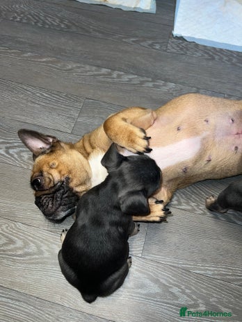 French Bulldog dogs Adorable Purebred Female French Bulldogs Ready! - Advert 1