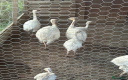 Emus poultry for sale: Rhea white feathered - Image 5