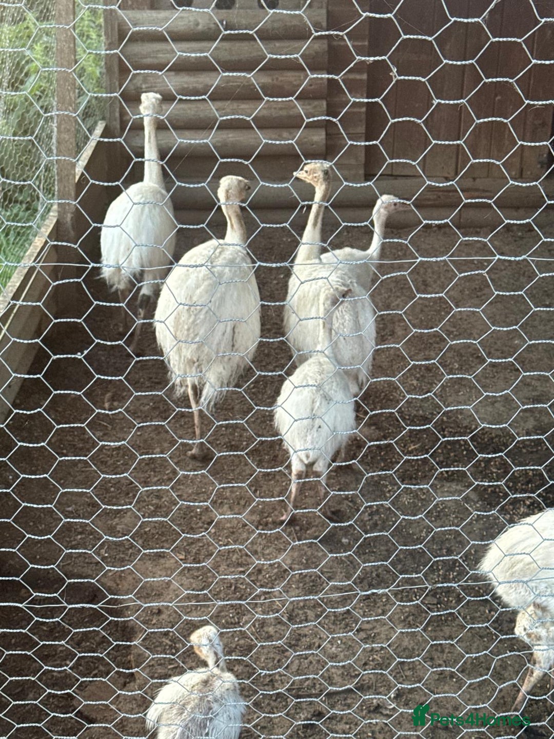Emus poultry for sale: Rhea white feathered - Image 5