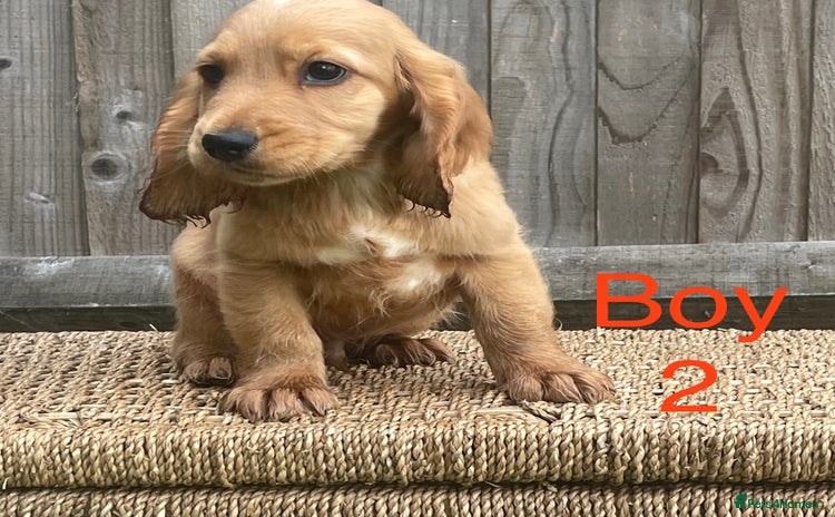 Cocker Spaniel dogs - Advert 15