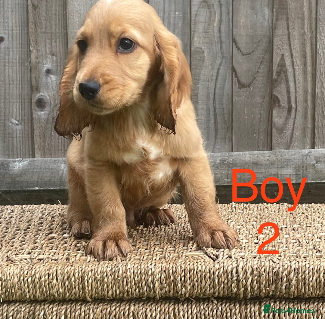 Cocker Spaniel dogs for sale: Cocker spaniel puppies  - Image 1