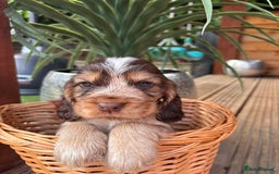 Cocker Spaniel dogs for sale: Beautiful Show Type KC registered Cocker Spaniels  - Image 23