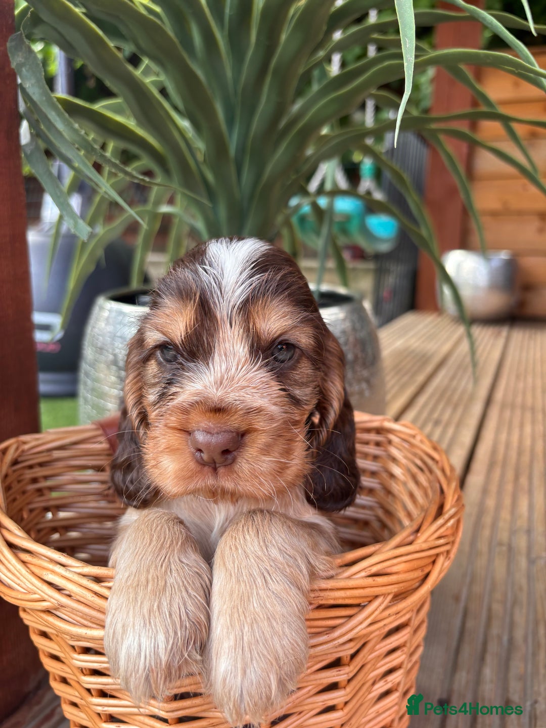 Cocker Spaniel dogs for sale: Beautiful Show Type KC registered Cocker Spaniels  - Image 23