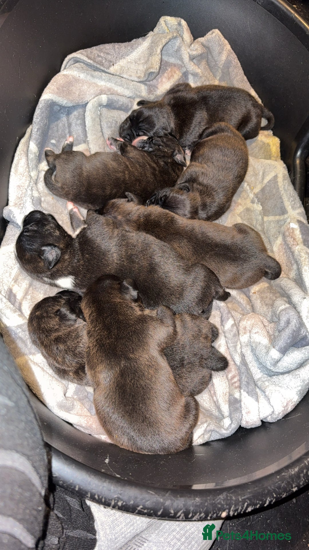 Staffordshire Bull Terrier dogs for sale: Staffordshire bull terrier puppies  - Image 10