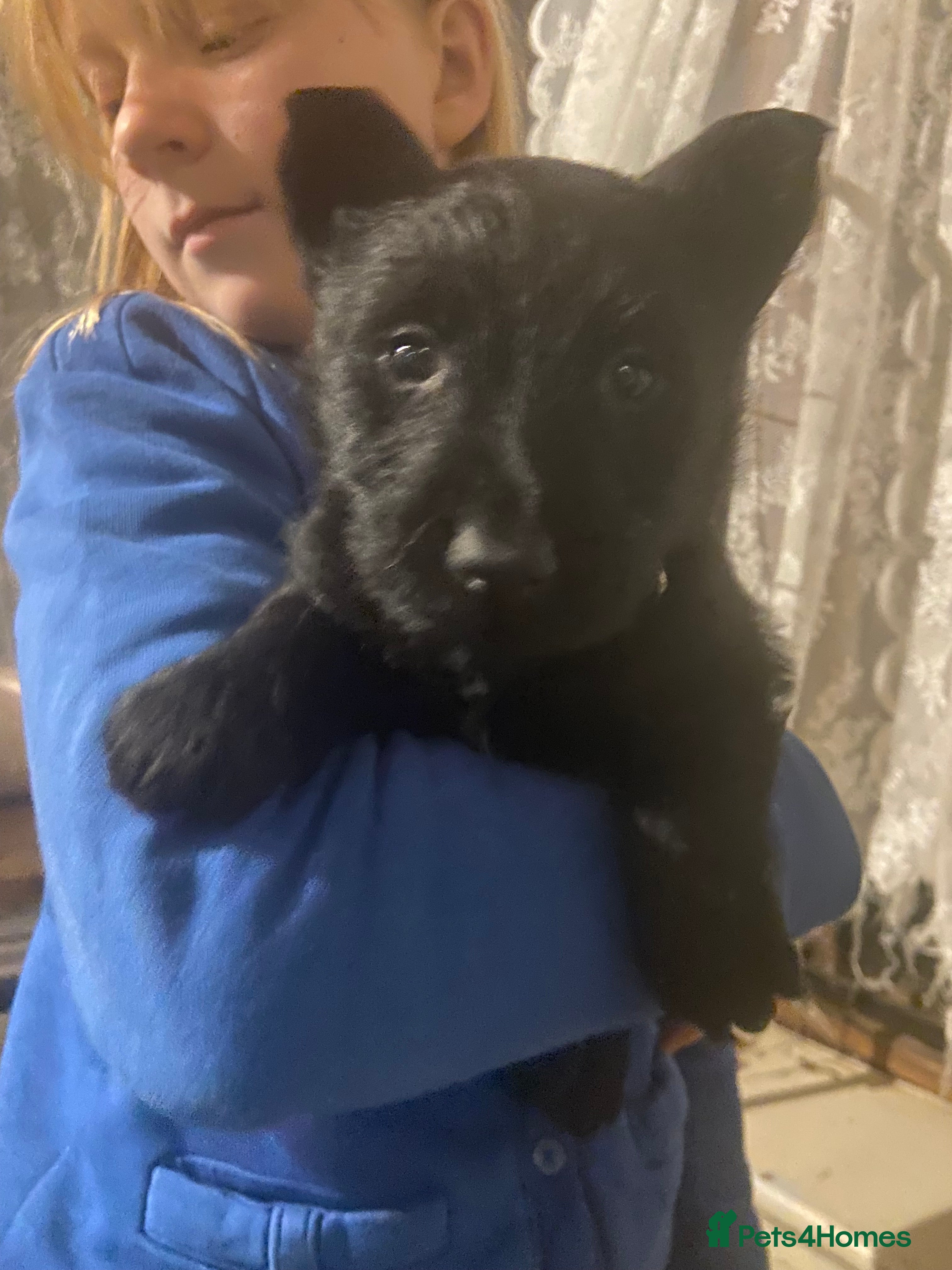 Scottish Terrier dogs Adorable Scottish Terror Puppies  - Advert 1