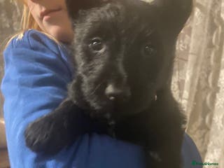 Scottish Terrier dogs Adorable Scottish Terror Puppies - Advert 2
