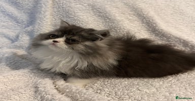 Persian cats Stunning fluffy Persian baby💗 - Advert 12