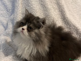 Persian cats Stunning fluffy Persian baby💗 - Advert 3