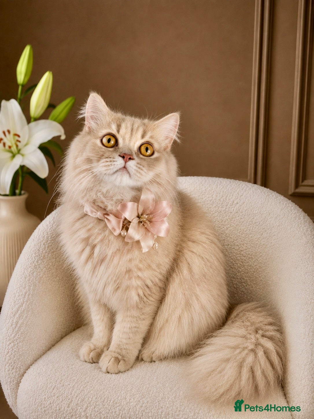 British Longhair cats 🌸GCCF BLH Golden Lilac Girl.  - Advert 1