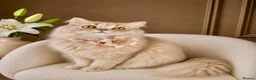 British Longhair cats for sale: ⭐️GCCF BLH Golden Lilac Girl💝 - Advert 3