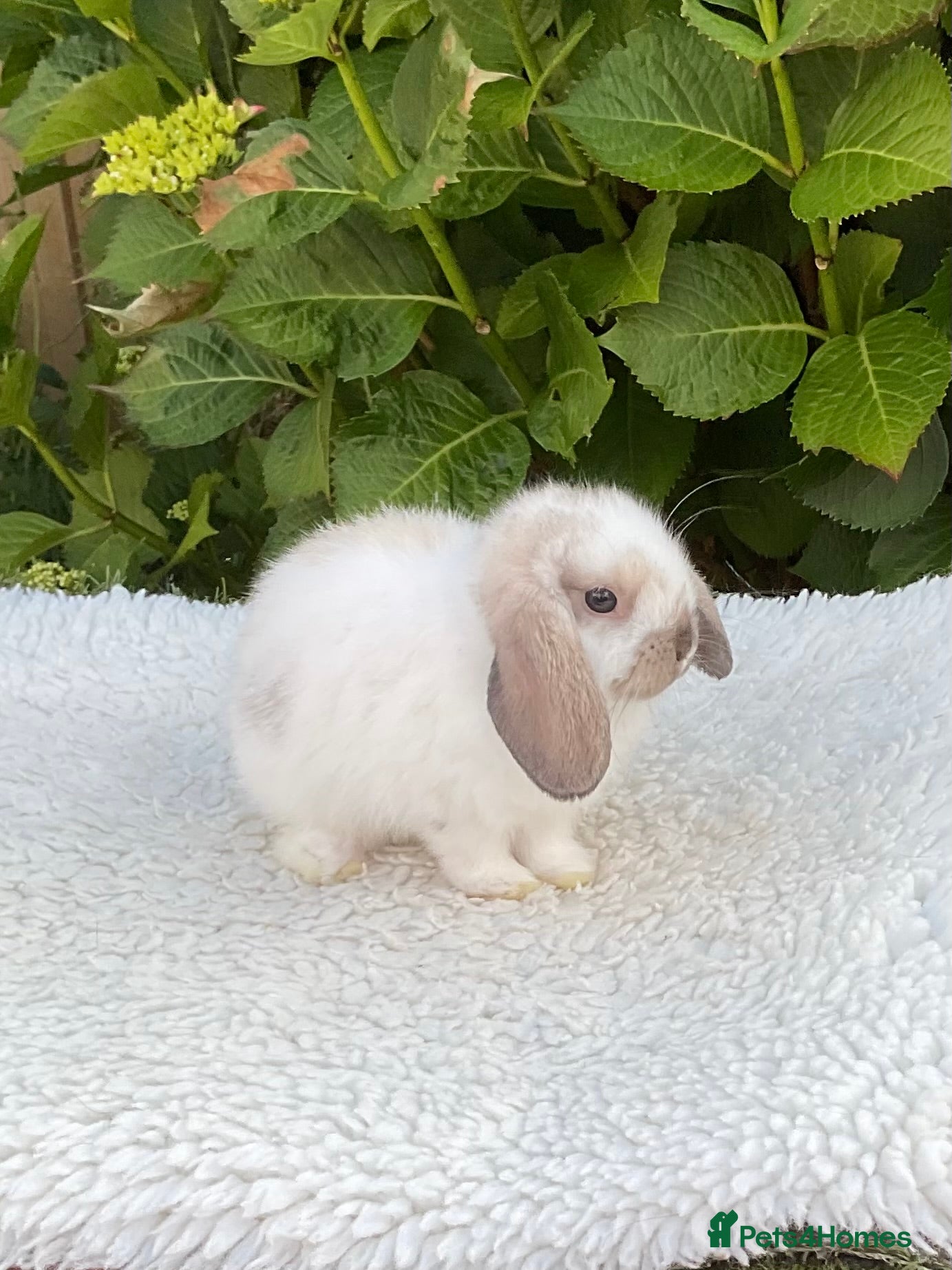 Mini Lop rabbits Pure bred mini lops baby rabbits. - Advert 1