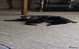 Mixed Breed cats for sale: RH16 3HE - Image 6