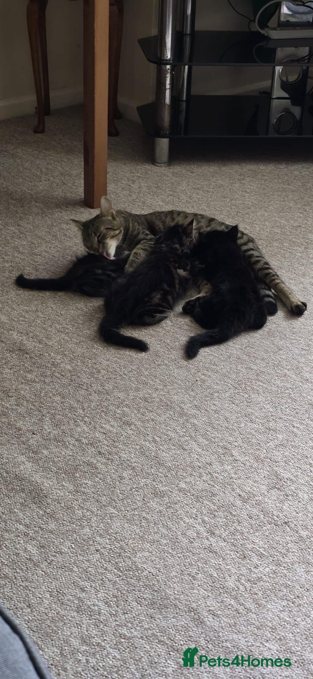 Mixed Breed cats for sale: RH16 3HE - Image 6
