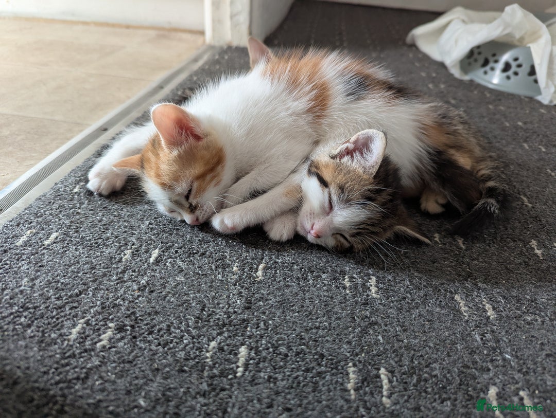Domestic Shorthair cats for sale: two adorable kittens are looking for a home. - Image 4