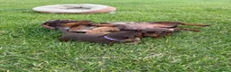 Miniature Dachshund dogs for sale: Beautiful miniature dachshund puppies available  - Advert 18