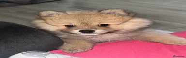Pomeranian Puppy 2