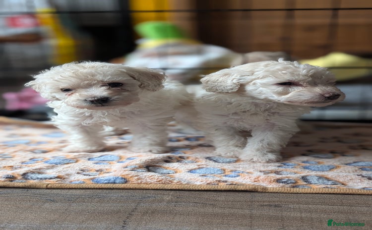 Toy Poodle dogs - Advert 4