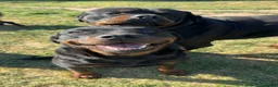Rottweiler dogs for sale: 10 KC Registered Chunky Rottweiler Pups for Sale - Advert 13