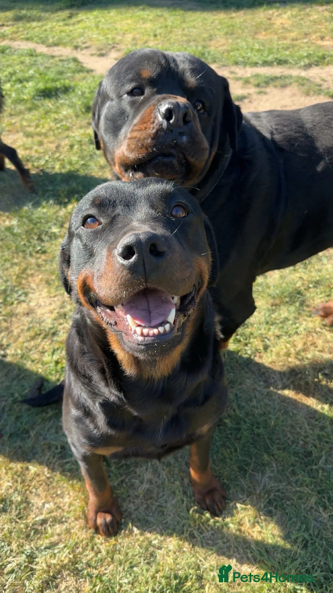 Rottweiler dogs for sale: 10 KC Registered Chunky Rottweiler Pups for Sale - Advert 13