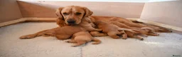 Golden Retriever dogs for sale: Golden Retriever pups for sale - Advert 10
