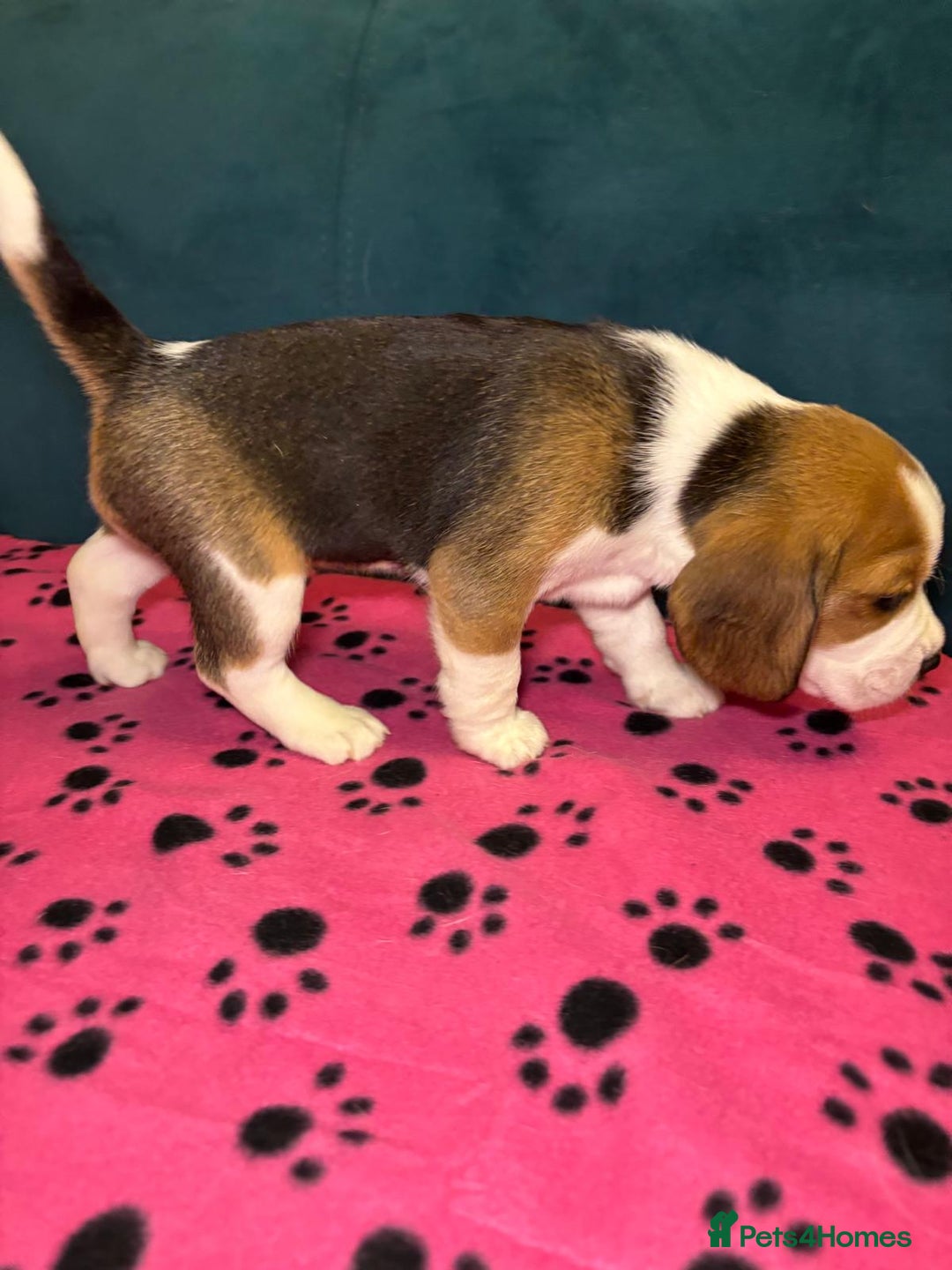 Beagle dogs for sale: Adorable Beagle Puppies for Sale - Advert 16